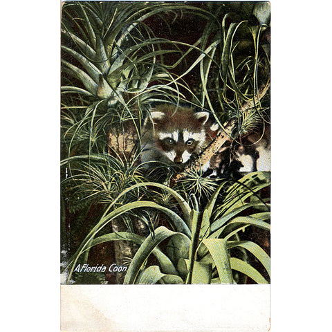 Florida Raccoon Vintage Postcard 1908 - Vintage Postcard Boutique