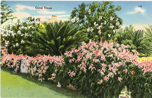Coral Vines Florida Vintage Botanical Postcard (unused)