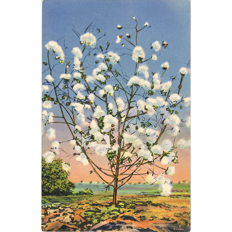 Southern Cotton Stalk Loaded with Cotton Botanical Vintage Postcard (unused)