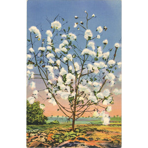 Southern Cotton Stalk Loaded with Cotton Botanical Vintage Postcard (unused)