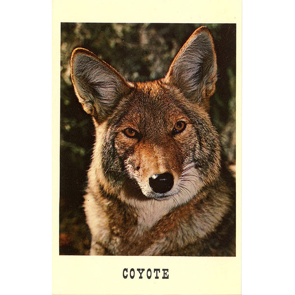 Coyote Canis latrans Dog Family Vintage Postcard (unused) - Vintage Postcard Boutique