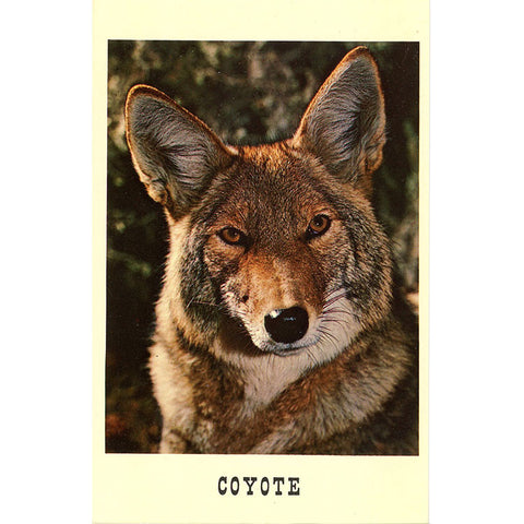 Coyote Canis latrans Dog Family Vintage Postcard (unused) - Vintage Postcard Boutique