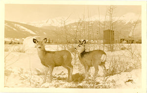 Jasper National Park Canada Deer Pair RPPC Vintage Postcard (unused) - Vintage Postcard Boutique