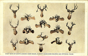 San Antonio Texas Albert's Buckhorn Saloon Deer Heads Vintage Postcard (unused) - Vintage Postcard Boutique