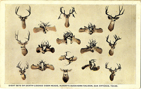 San Antonio Texas Albert's Buckhorn Saloon Deer Heads Vintage Postcard (unused) - Vintage Postcard Boutique
