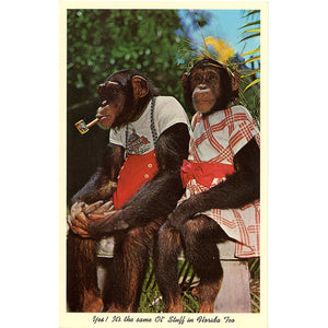 Dressed Chimpanzees Monkey Jungle Miami Florida Vintage Postcard (unused) - Vintage Postcard Boutique