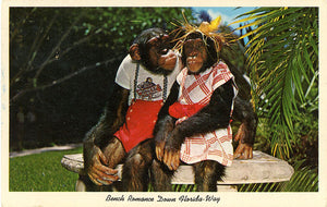 Dressed Chimpanzees on Bench Monkey Jungle Miami Florida Vintage Postcard 1963 - Vintage Postcard Boutique