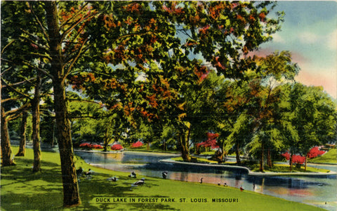 Forest Park St. Louis Missouri Duck Lake Vintage Postcard 1945