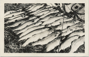 Alaskan Rainbow Trout Skilak Lake Alaska RPPC Vintage Postcard 1950 Signed HEWITTS - Vintage Postcard Boutique