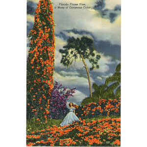 Cypress Gardens Florida Flame Vine Pretty Lady Vintage Postcard (unused) - Vintage Postcard Boutique