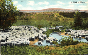 Yellowstone National Park District Flock of Sheep Vintage Postcard (unused) - Vintage Postcard Boutique