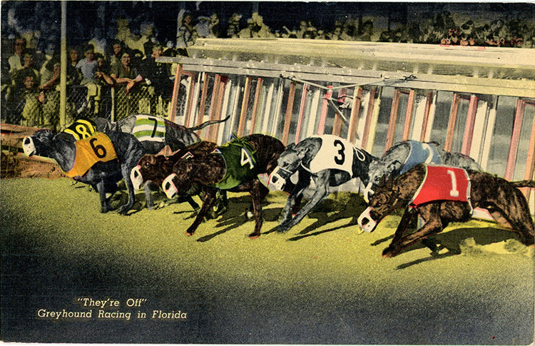 Florida Greyhound Racing Vintage Postcard (unused)
