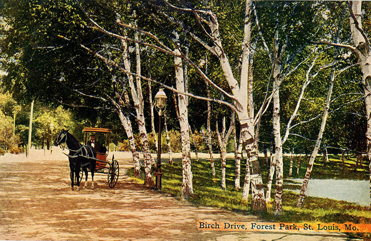Forest Park Birch Drive St. Louis Missouri Vintage Postcard circa 1910