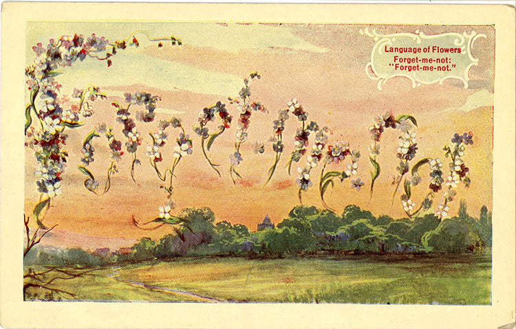Forget-Me-Not Language of Flowers Vintage Botanical Postcard - Vintage Postcard Boutique
