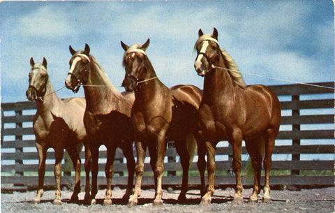 Horses – Blue Bloods of Texas Vintage Postcard (unused) - Vintage Postcard Boutique