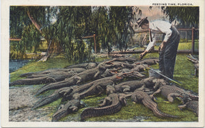Florida Alligators Feeding Time Vintage Postcard (unused) - Vintage Postcard Boutique