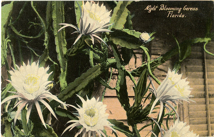 Night Blooming Gereus Florida Vintage Botanical Postcard (unused) - Vintage Postcard Boutique