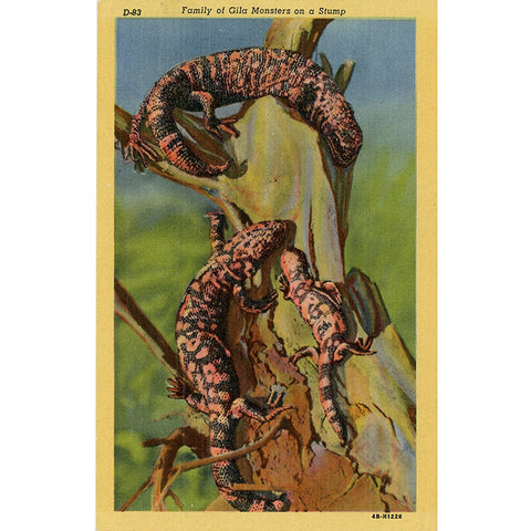 Gila Monster Lizard Family on Stump Vintage Postcard (unused)