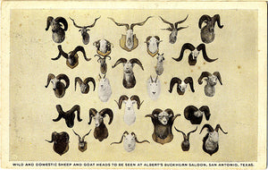 San Antonio Texas Albert's Buckhorn Saloon Sheep Goat Heads Vintage Postcard (unused) - Vintage Postcard Boutique