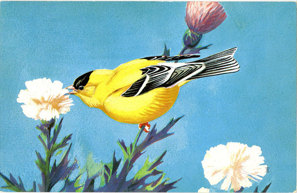 American Goldfinch National Wildlife Federation Songbird Series Vintage Bird Postcard (unused) - Vintage Postcard Boutique