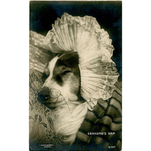 Dog Dressed Up Like Grandma Rotograph RPPC Vintage Postcard 1913 - Vintage Postcard Boutique