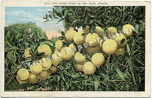 52 Florida Grape Fruit Vintage Postcard circa 1920 - Vintage Postcard Boutique