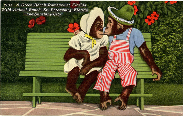 St. Petersburg Florida Wild Animal Ranch Romantic Chimpanzees Vintage Postcard (unused) - Vintage Postcard Boutique
