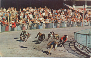 St. Petersburg Florida Greyhound Racing at Derby Lane Vintage Postcard (unused) - Vintage Postcard Boutique