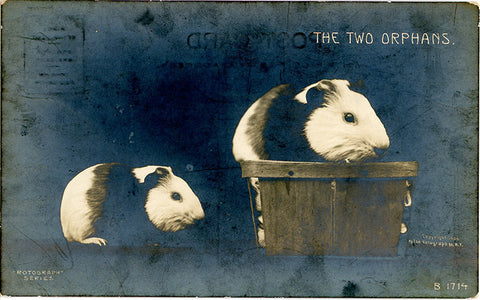 Guinea Pigs "Two Orphans" RPPC Rotograph Vintage Postcard RPPC 1906 - Vintage Postcard Boutique