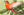 Hepatic Tanager Vintage Bird Postcard National Wildlife Federation Songbird Series SIGNED Peterson - Vintage Postcard Boutique