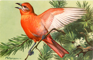 Hepatic Tanager Vintage Bird Postcard National Wildlife Federation Songbird Series SIGNED Peterson - Vintage Postcard Boutique