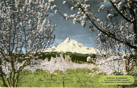 Mt. Hood  & Hood River Valley in Spring Oregon Vintage Postcard (unused)