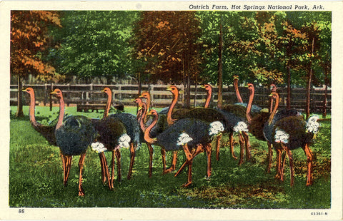 Hot Springs National Park Ostrich Farm Arkansas Vintage Postcard (unused)