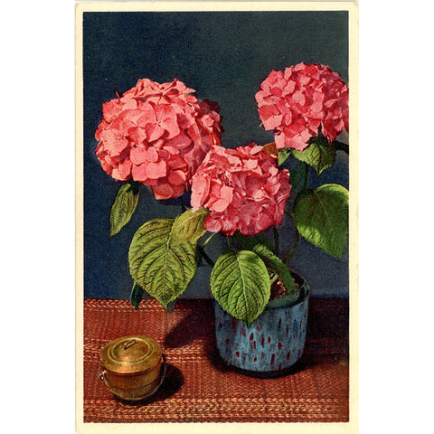 Bigleaf French Hydrangea Vintage Flower Postcard - Botanical Art for Framing (unused)
