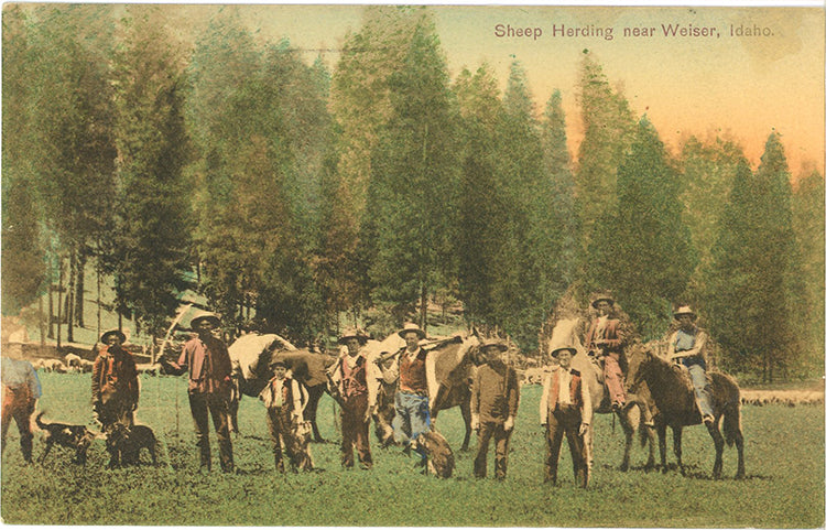 Weiser Idaho Sheep Herding Vintage Hand Colored Postcard 1914