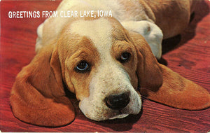 Basset Hound Puppy Vintage Postcard 1967 - Vintage Postcard Boutique