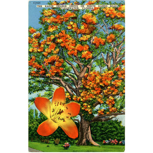 Clearwater Florida Kapok Orange Grove Vintage Postcard (unused) - Vintage Postcard Boutique