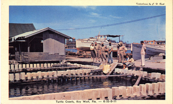 Key West Florida Turtle Crawls Vintage Postcard ca. 1950s (unused) - Vintage Postcard Boutique