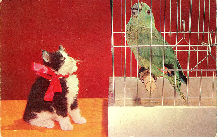 Kitten Eyeing Parrot in Bird Cage Vintage Postcard (unused) - Vintage Postcard Boutique