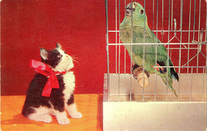 Kitten Eyeing Parrot in Bird Cage Vintage Postcard (unused) - Vintage Postcard Boutique