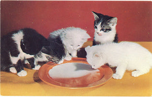 Kittens Drinking Milk Vintage Postcard (unused) - Vintage Postcard Boutique