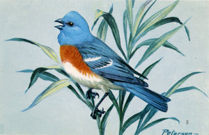 Lazuli Bunting Vintage Bird Postcard National Wildlife Federation Songbird Series SIGNED Peterson - Vintage Postcard Boutique