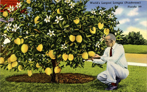 Winter Haven Florida World's Largest Ponderosa Lemons Vintage Botanical Postcard (unused) - Vintage Postcard Boutique