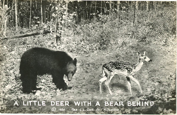 Little Deer with Bear Behind Comic Real Photo Vintage Postcard RPPC (unused) - Vintage Postcard Boutique