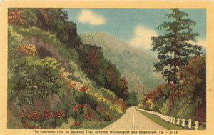 Williamsport & Emphorium Pennsylvania Lonesome Pine on Bucktail Trail Vintage Postcard (unused) - Vintage Postcard Boutique