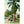 Long Beach California Pacific Park Library Entrance Botanical Vintage Postcard circa 1910 (unused) - Vintage Postcard Boutique