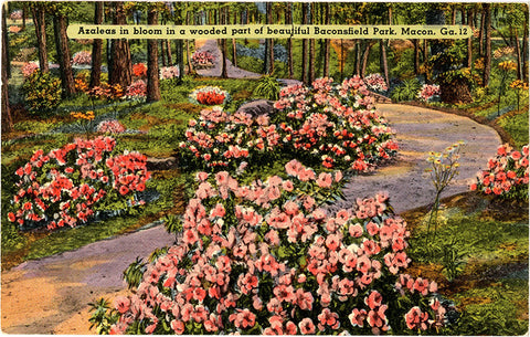 Macon Georgia Azaleas Blooming Baconsfield Park Vintage Botanical Postcard (unused)