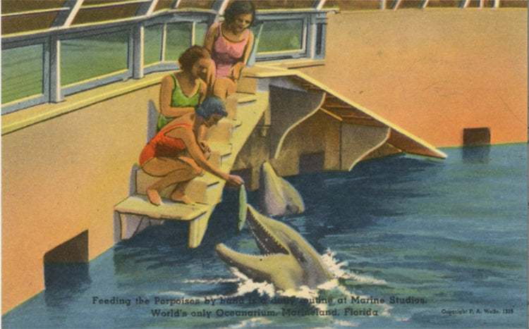 Marineland Florida Bathing Beauties Feeding Porpoises at Marine Studios Oceanarium Vintage Postcard (unposted) - Vintage Postcard Boutique