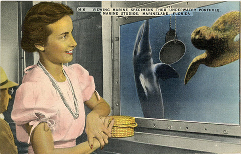 Marineland Florida Marine Mammals at Marine Studios Oceanarium Vintage Postcard (unused)