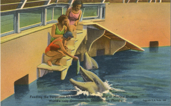 Marineland Florida Bathing Beauties Feeding Porpoises at Marine Studios Oceanarium Vintage Postcard (unposted) - Vintage Postcard Boutique